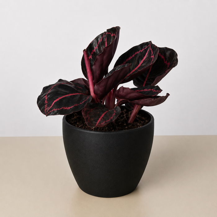 Calathea 'Dottie'