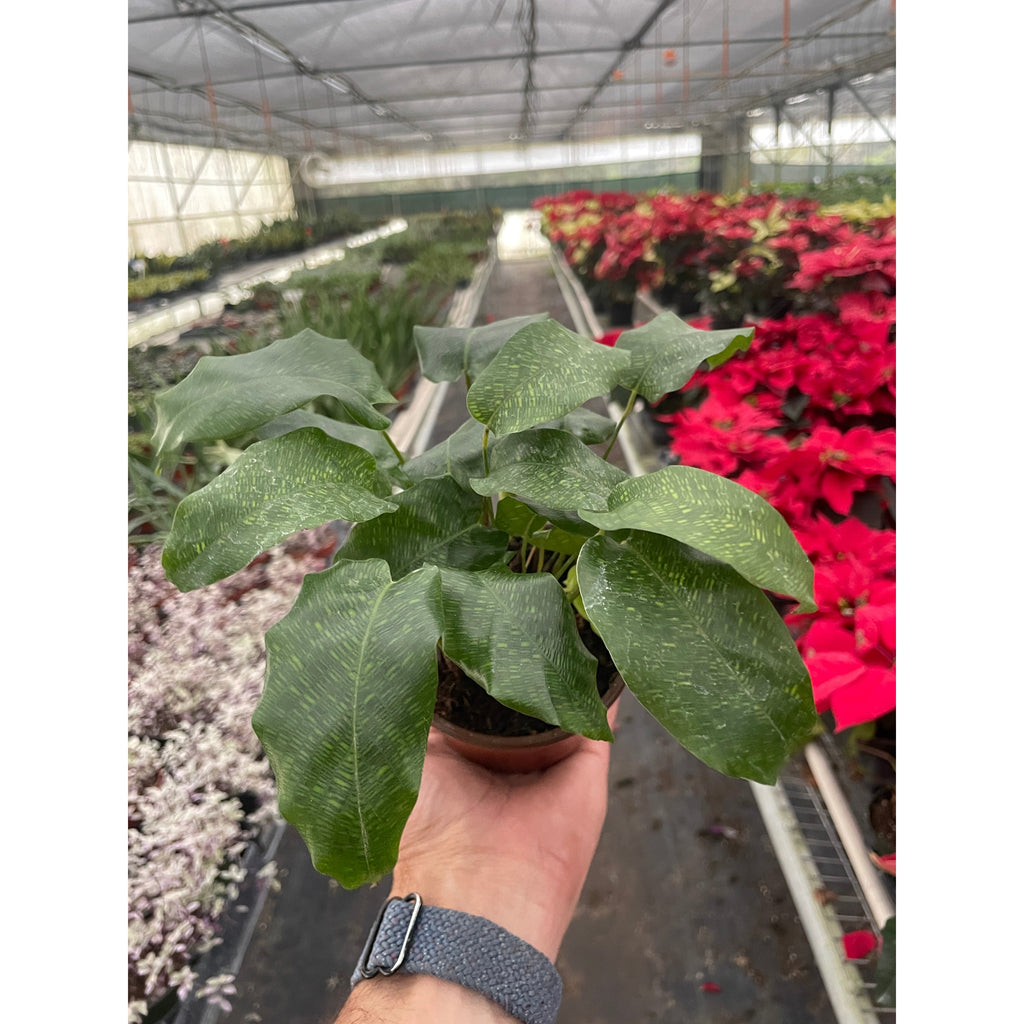 Calathea 'Musaica' | Indoor Plant | Tropical Plant | Potted Plant