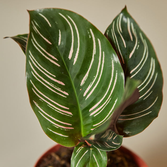 calathea ornata indoor plant Calathea 'Ornata' | Indoor Plant | Tropical Plant | Potted Plant