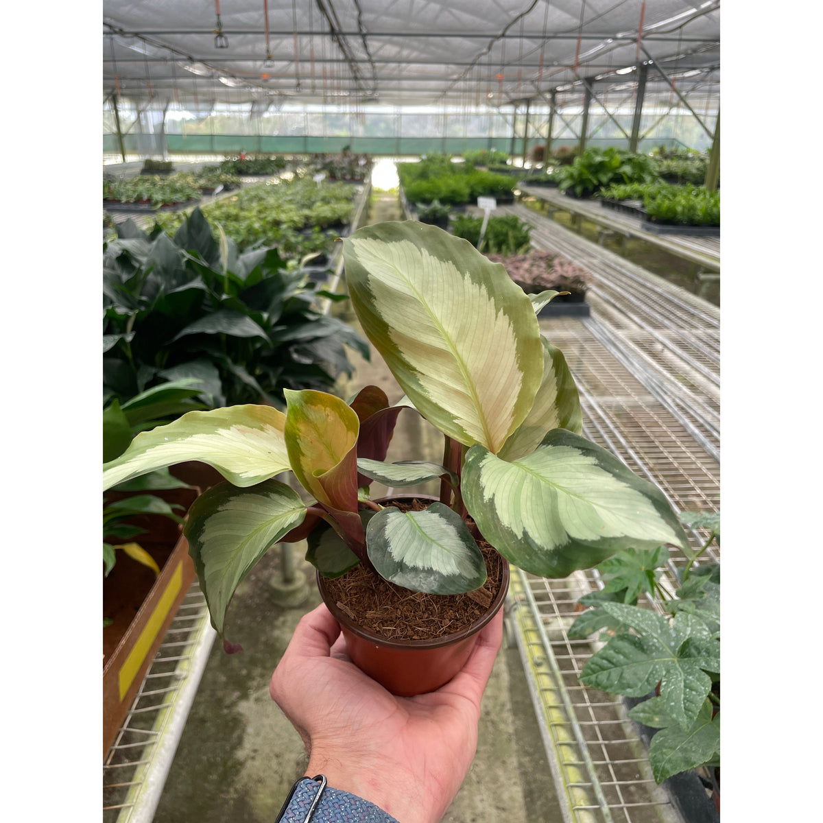 Calathea 'Picturata' | Indoor Plant | Tropical Plant | Potted Plant
