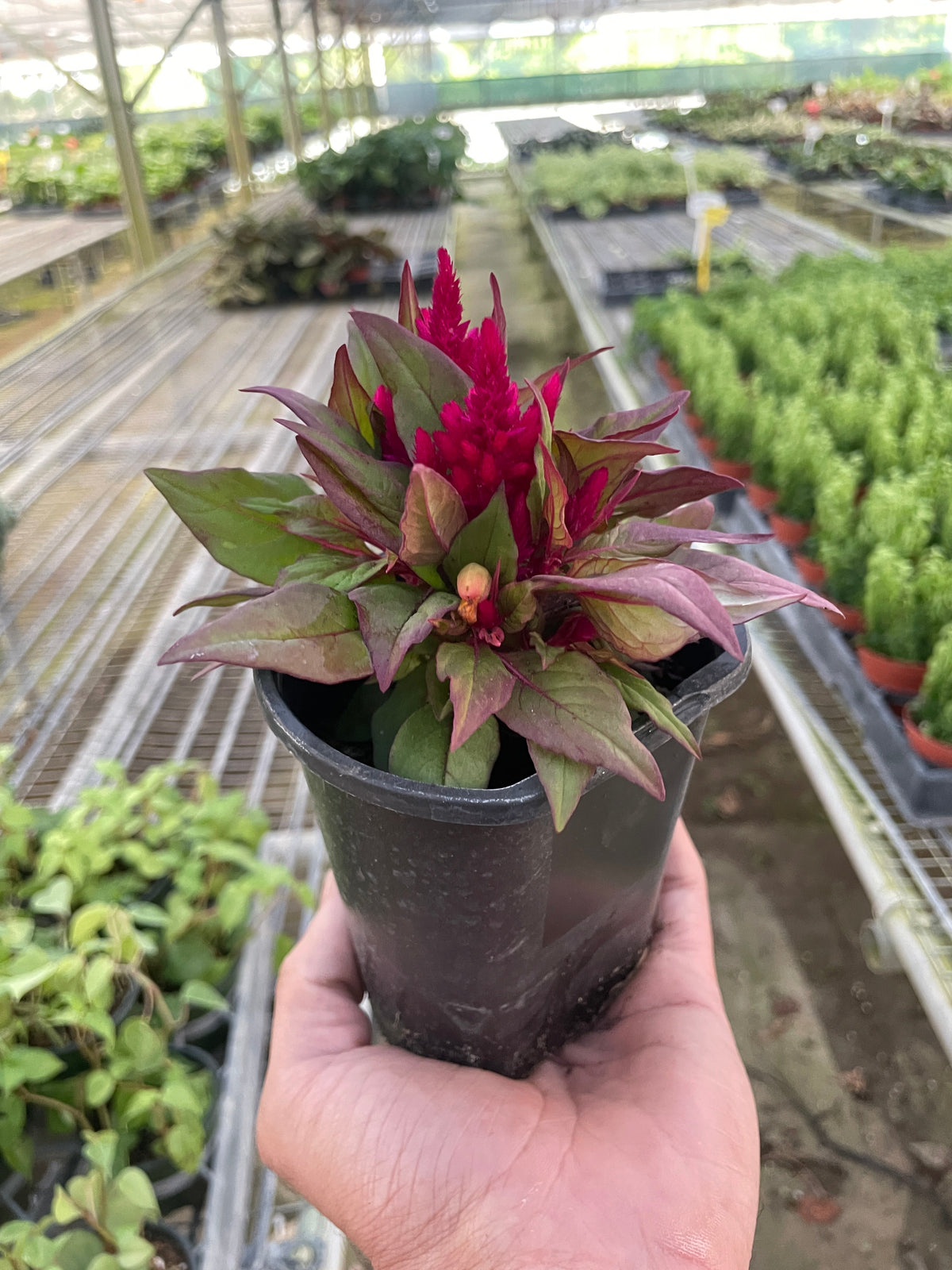 celosia indoor plant Celosia| Indoor Plant | Tropical Plant | Potted Plant