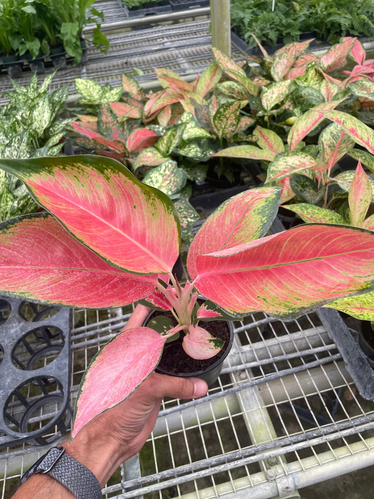 aglaonema commutatum variegated pearls Chinese Evergreen 'Pink Pearl'