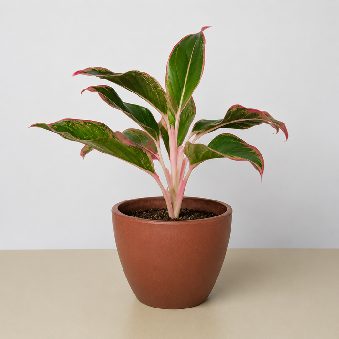 aglaonema lipstick chinese evergreen indoor plant Chinese Evergreen 'Red Siam'