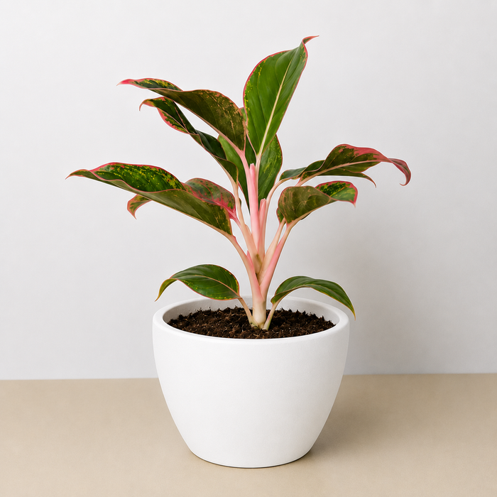 california tropicals aglaonema chinese evergreen Chinese Evergreen 'Red Siam'