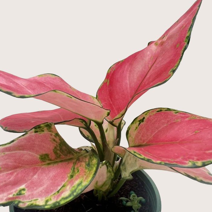 aglaonema rich red Chinese Evergreen 'Rich Red'