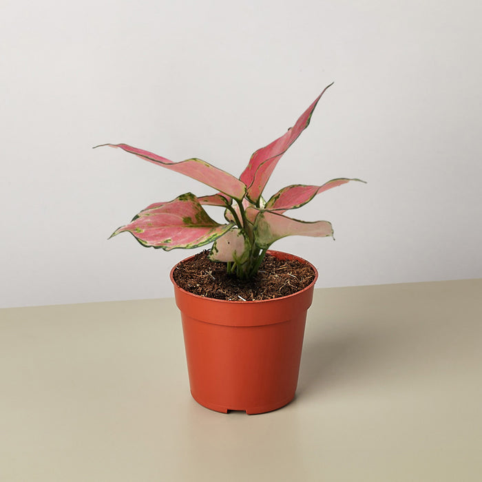 chinese lucky plant aglaonema Chinese Evergreen 'Rich Red'