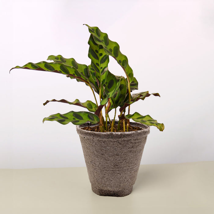 calathea rattle snake plant Calathea Lancifolia 'Rattlesnake'