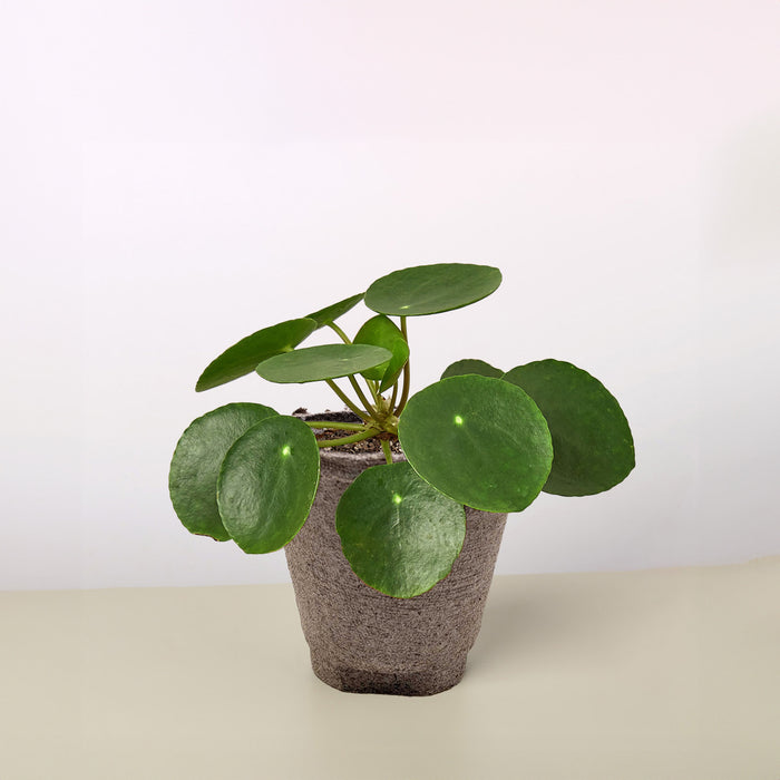 where to buy chinese money plant Pilea Peperomioides 'Chinese Money'