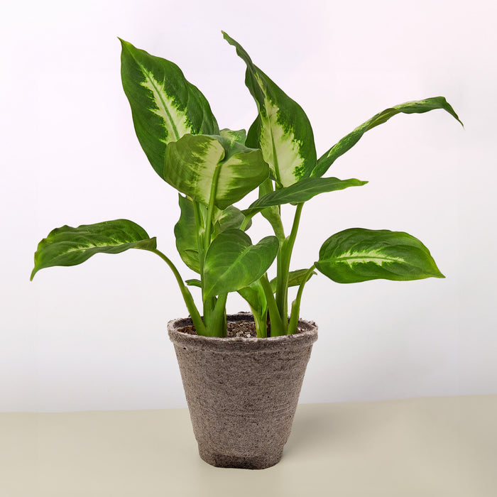 dieffenbachia baby plant Dieffenbachia Camille
