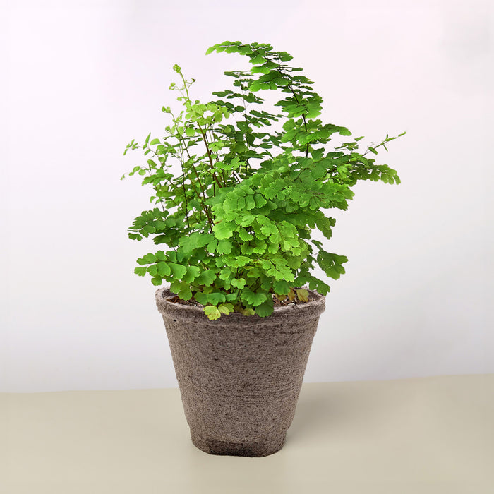 small fern indoor plant Maidenhair Fern | Indoor Plant | Tropical Plant | Potted Plant