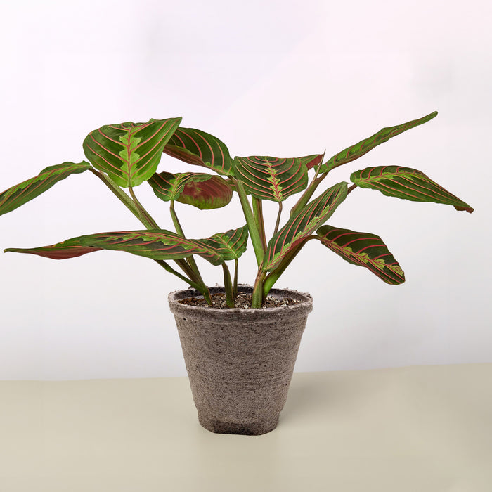 red leaved indoor plants Maranta 'Red Prayer' | Indoor Plant | Tropical Plant | Potted Plant