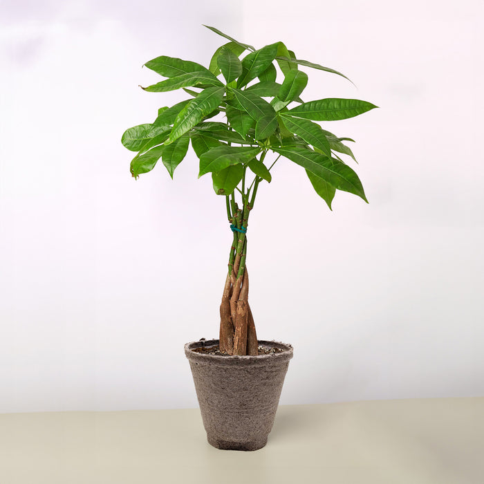 ching money tree Money Tree 'Guiana Chestnut' Pachira Braid