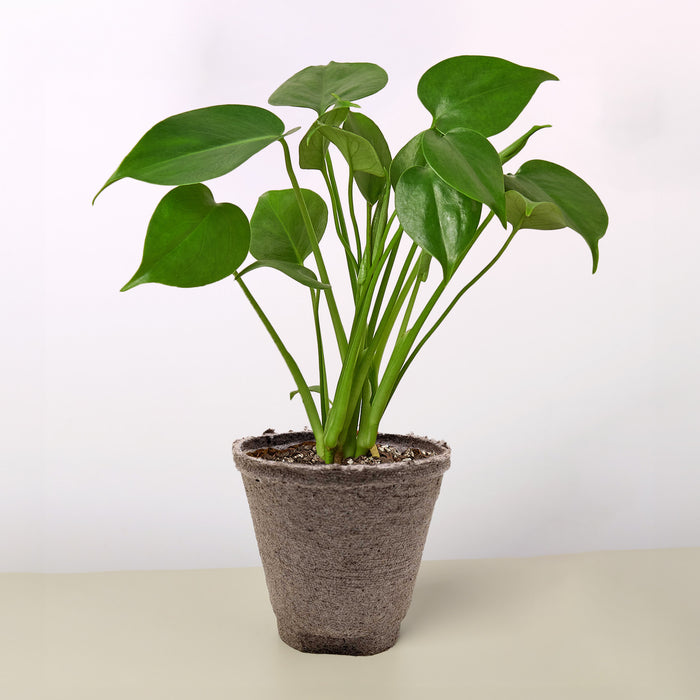 dividing monstera plant Monstera 'Split-Leaf'