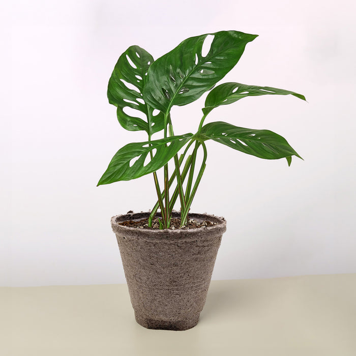 monstera adansonii cura Monstera Adansonii 'Swiss Cheese'