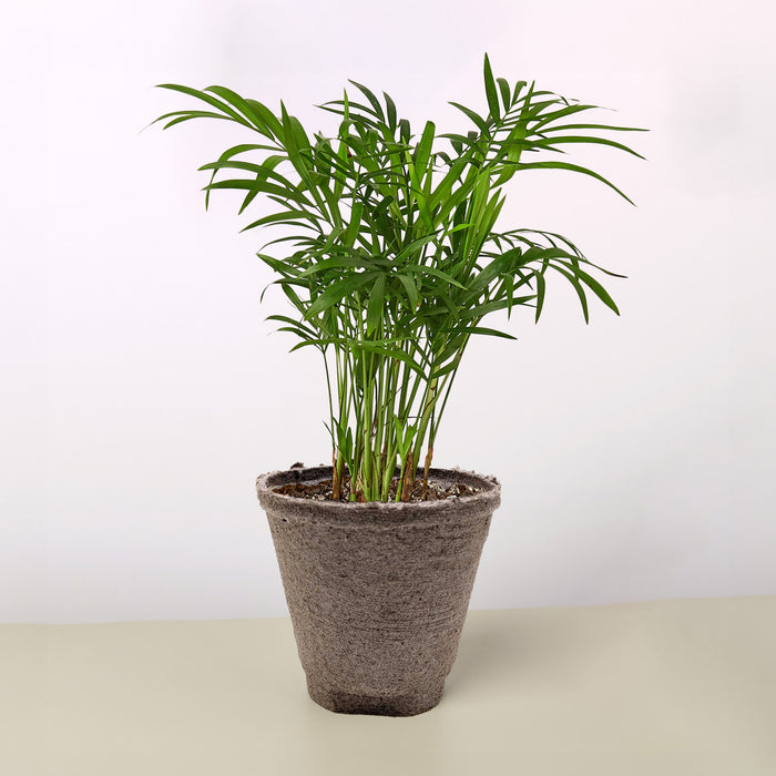 palm tree looking plants Parlor Palm | Indoor Plant | Tropical Plant | Chamaedorea elegans | Potted Plant