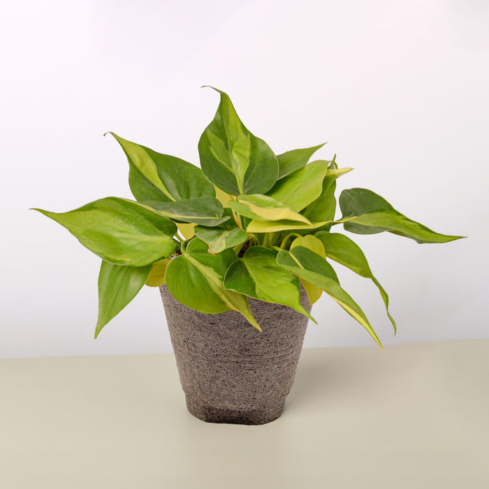 best pot for philodendron brasil Philodendron 'Brasil' | Indoor Plant | Tropical Plant | Potted Plant