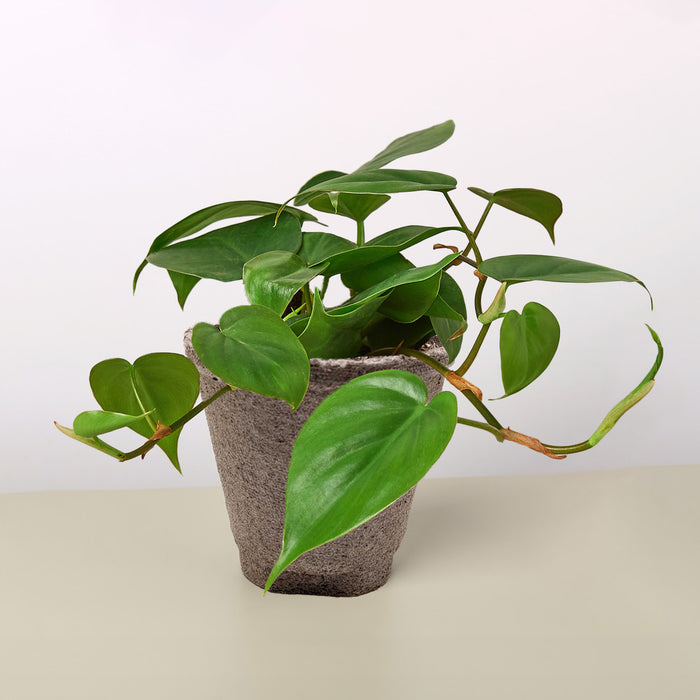 common philodendron houseplant Philodendron Cordatum 'Heartleaf' | Indoor Plant | Tropical Plant | Potted Plant