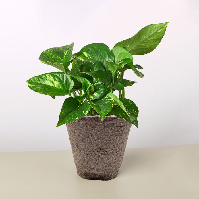 long pothos plant for sale Pothos 'Golden' | Indoor Plant | Tropical Plant | Potted Plant