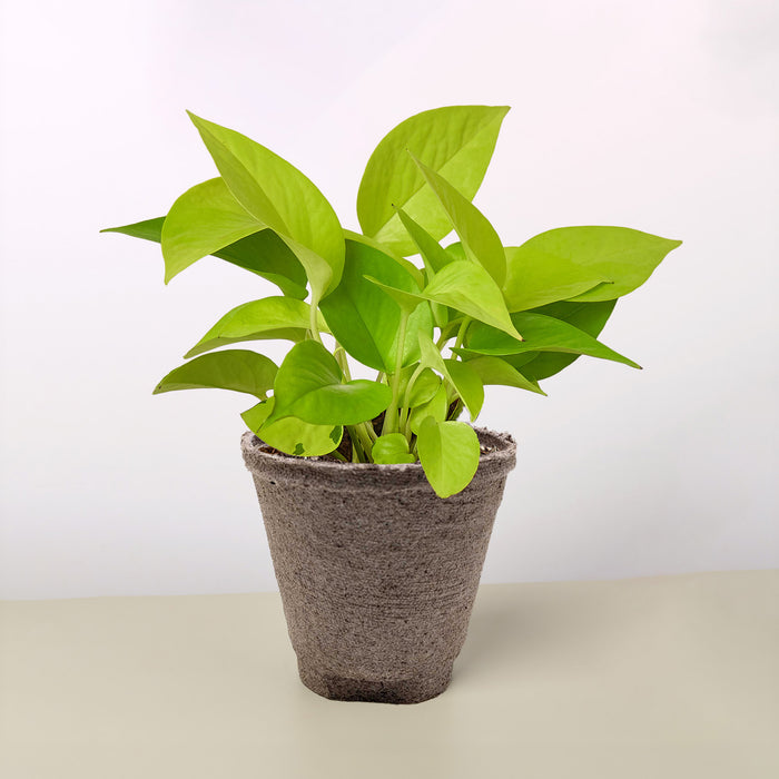 light green pothos plant Pothos 'Neon' | Indoor Plant | Tropical Plant | Potted Plant