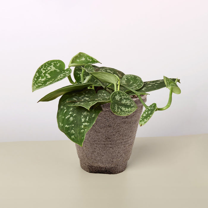 pictus pothos Pothos 'Satin' | Indoor Plant | Tropical Plant | Potted Plant
