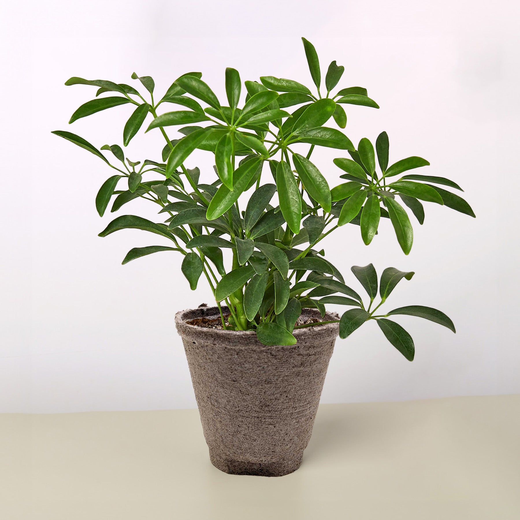 Schefflera Arboricola