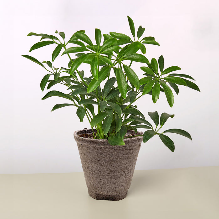 large schefflera arboricola Schefflera Arboricola | Indoor Plant | Tropical Plant | Potted Plant