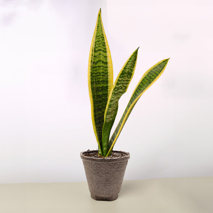 buy snake plant bunnings Snake Plant 'Laurentii'