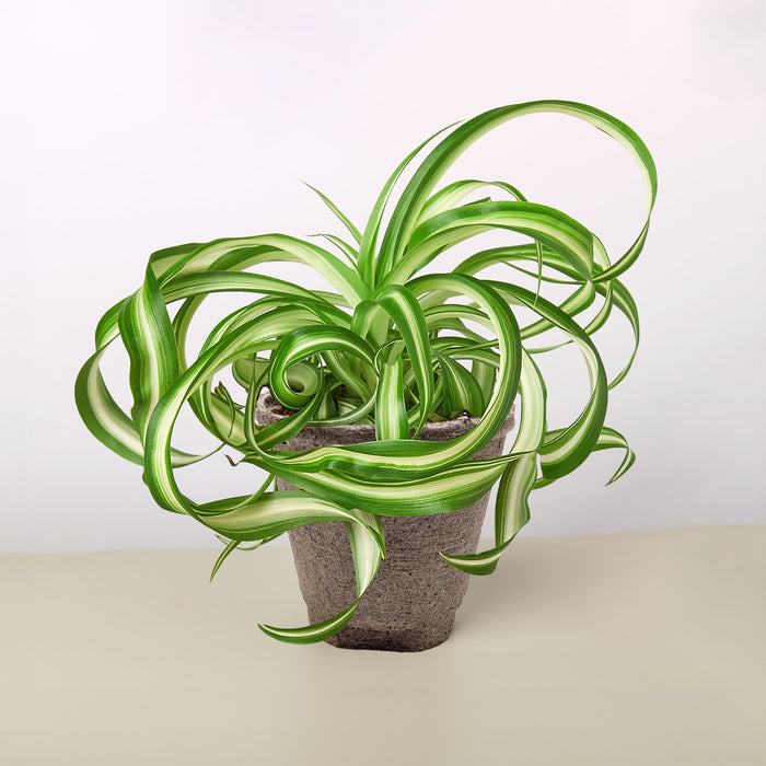 spider house plant Spider Plant 'Bonnie' | Indoor Plant | Tropical Plant | Potted Plant