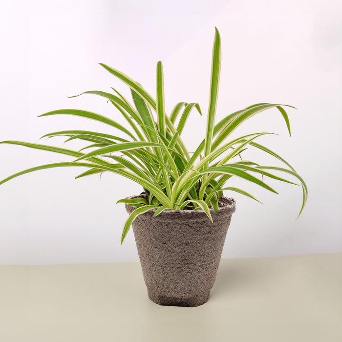 spider plant reverse Spider Plant 'Reverse'