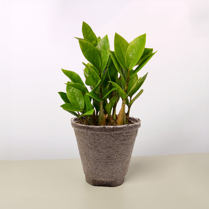 zz plant parts Zamioculcas Zamiifolia 'ZZ'