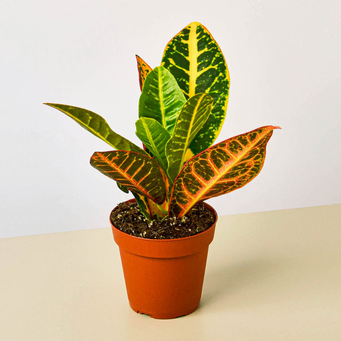 croton house plant Croton Petra 'Joseph's Coat'