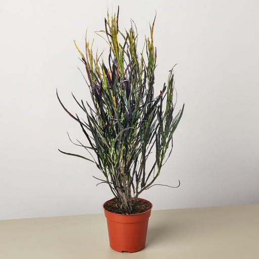 paintbrush succulent Croton 'Picasso'