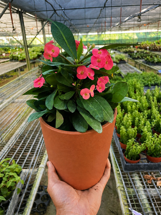 crown pot plant Crown of Thorns