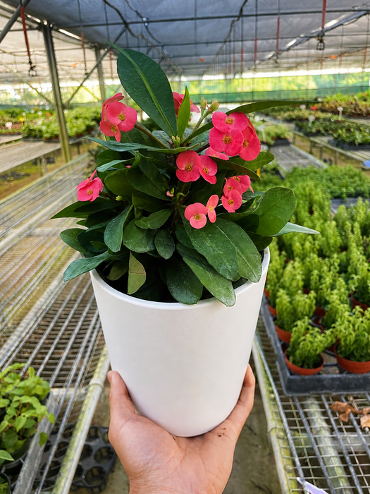 crown of thorns plant indoor or outdoor Purple Calla Lily - 6" Pot | Indoor Plant | Tropical Plant