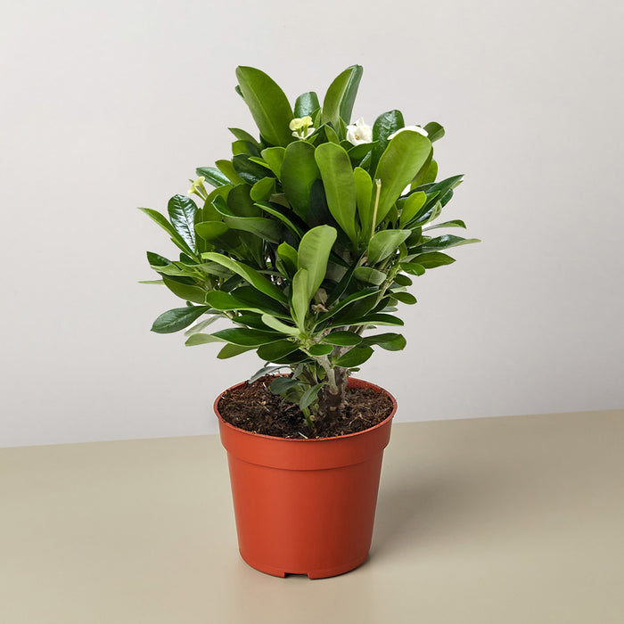 crown pot plant Crown of Thorns