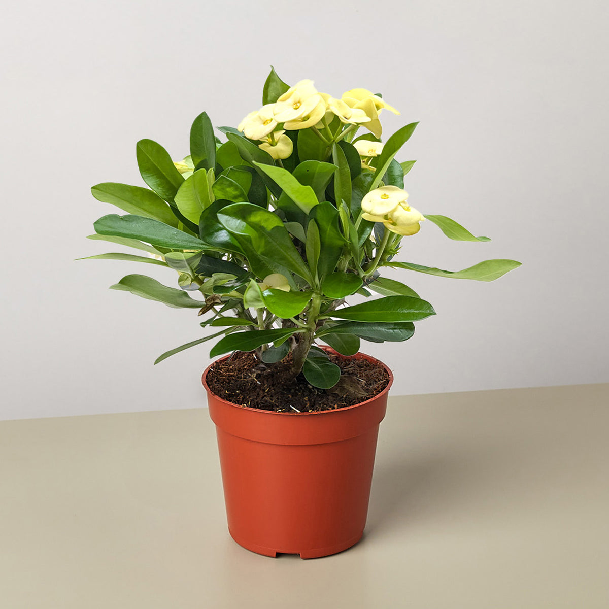 crown of thorns plant Purple Calla Lily - 6