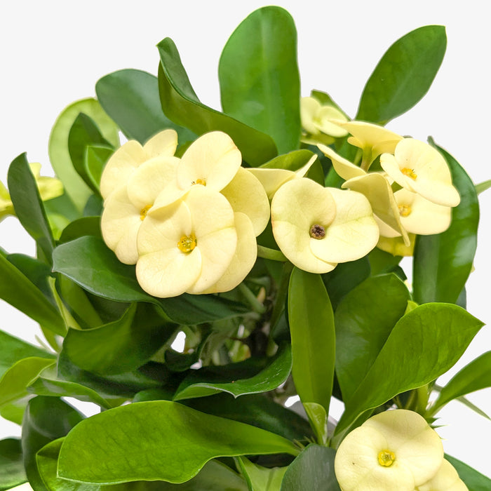 crown of thorns indoor plant Crown of Thorns