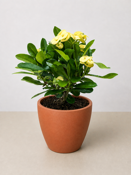 house plants with thorns Crown of Thorns