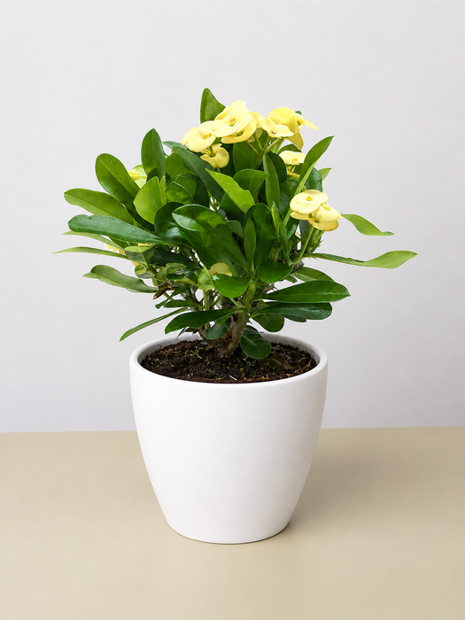 house plants with thorns Crown of Thorns