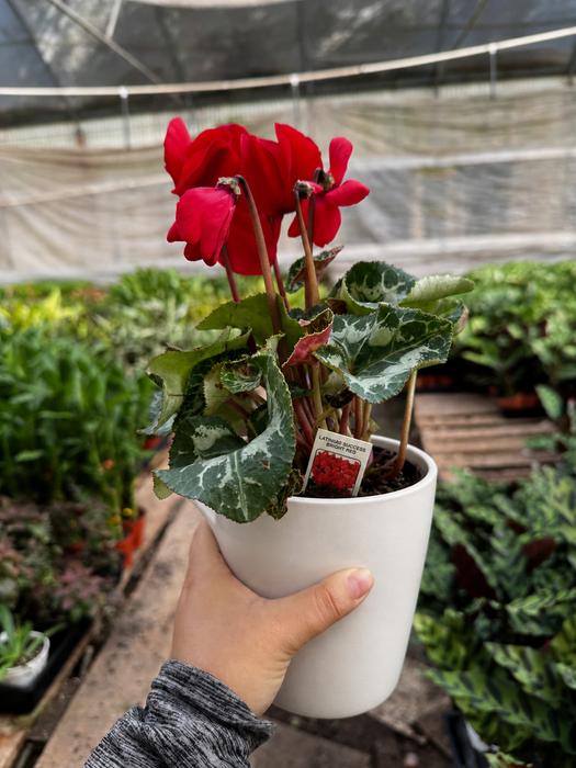 Cyclamen 'Red'