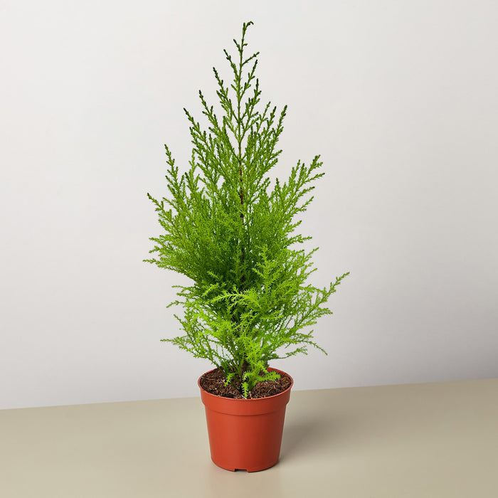 cypress house plant care Cypress Lemon