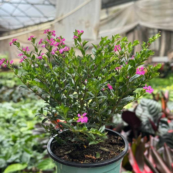  Cuphea Floriglory