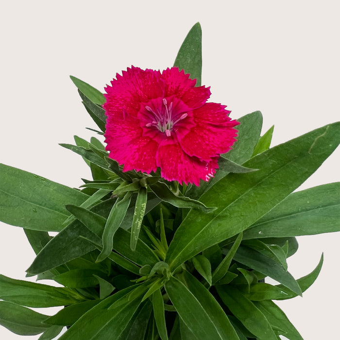 Dianthus