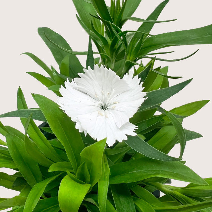 Dianthus