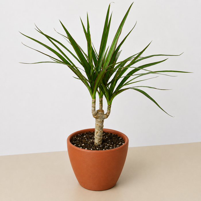 Dracaena 'Marginata Cane'