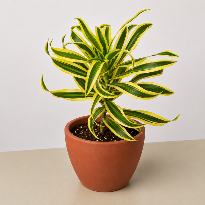 amazon india indoor plants Dracaena Song of India