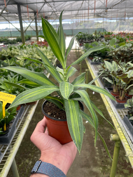 jamaican house plants Dracaena 'Song of Jamaica'