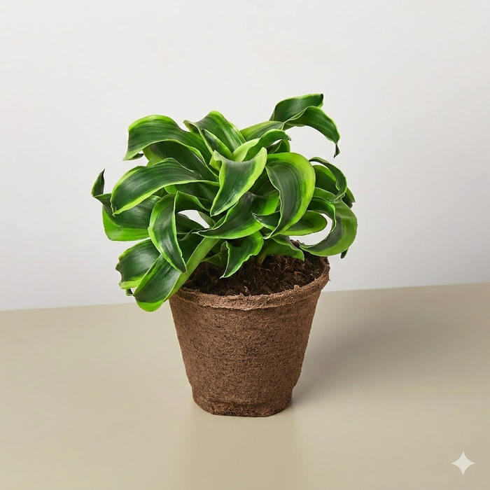 Dracaena 'Tornado'