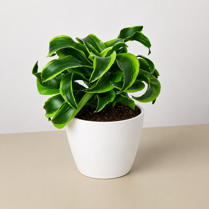 house plant shop.com Dracaena 'Tornado'