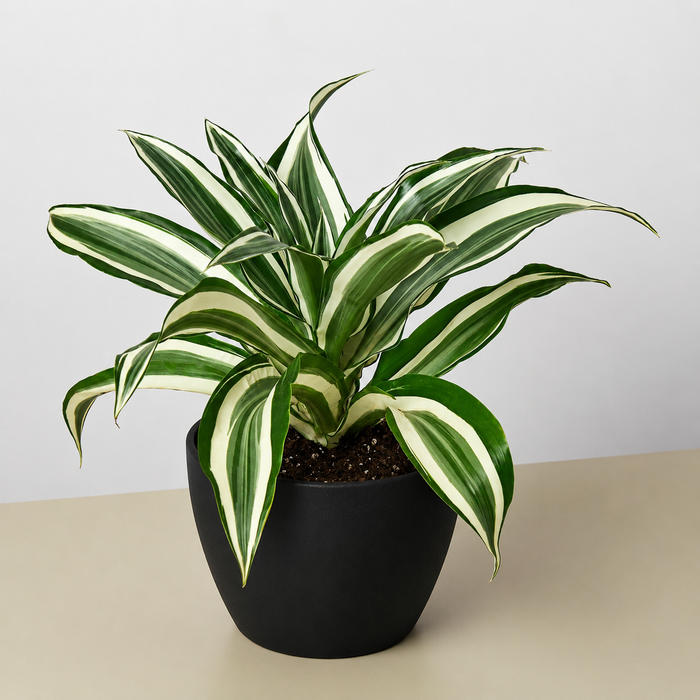 dracaena cure Dracaena Warneckii 'White Jewel'